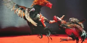 Hướng Dẫn Chơi Đá Gà WS168 Tại Fun88 Cho Kê Thủ Chuyên Nghiệp