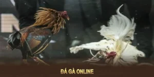 Bí Kíp Chơi Đá Gà GA28 Tại Fun88 Độc Lạ Khiến Đối Thủ Nể Sợ