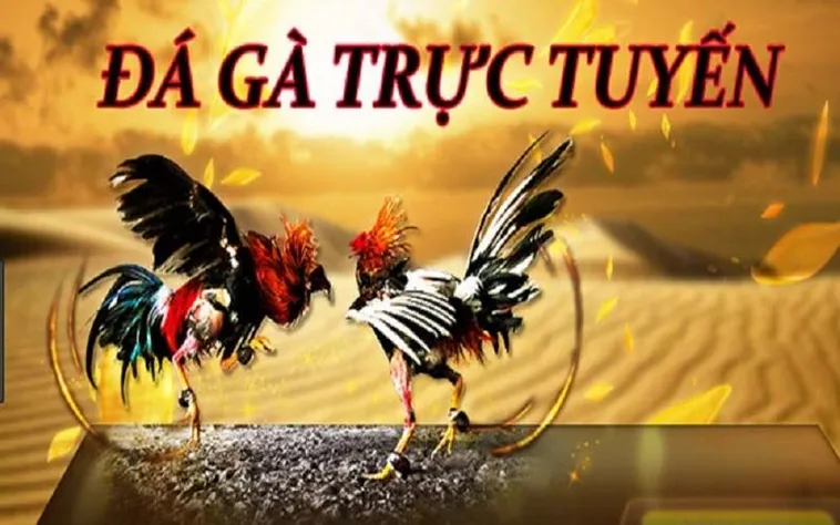 Đá Gà Fun88 Bí Kíp Soi Kèo Thần Sầu Từ Các Cao Thủ Gà Chọi