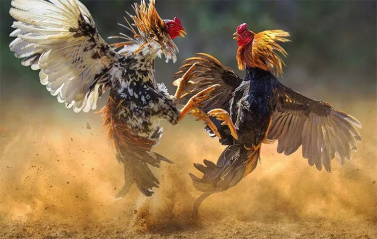 Hướng Dẫn Chơi Đá Gà WS168 Tại Fun88 Cho Kê Thủ Chuyên Nghiệp 2 Hướng Dẫn Chơi Đá Gà WS168 Tại Fun88 Cho Kê Thủ Chuyên Nghiệp